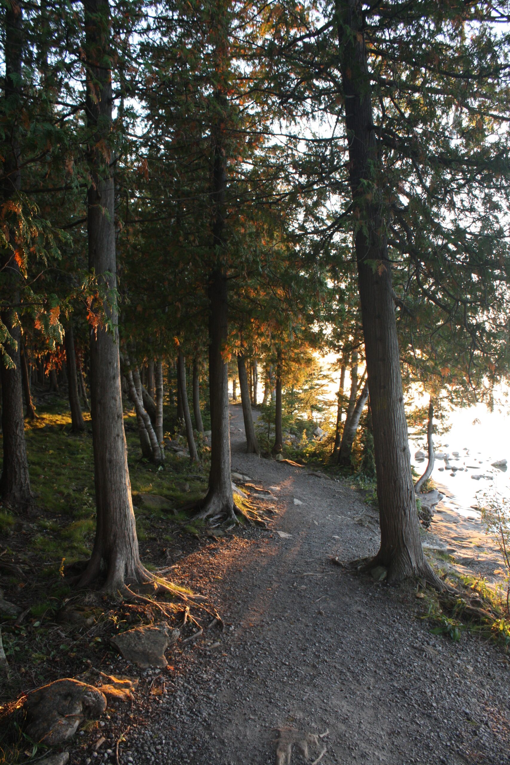Donkere bomen met een beetje zon
